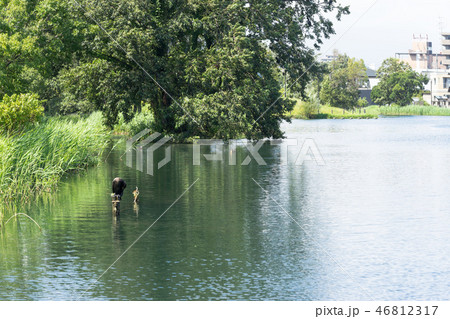 中郷温水池の水辺 中郷温水池の水辺 46812317