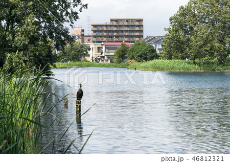 中郷温水池の水辺 46812321