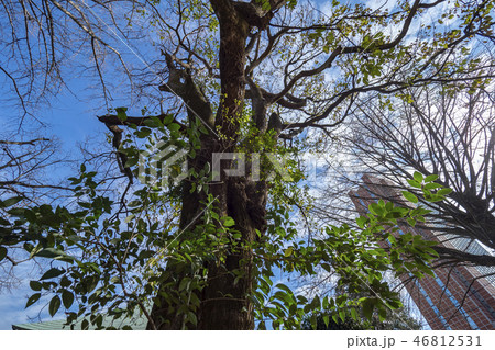 江戸目青不動尊境内 46812531