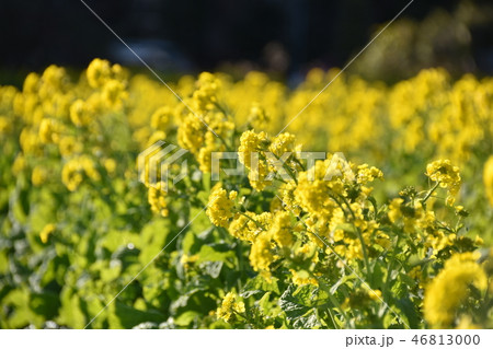 早春の菜の花と比良山系 早春の菜の花と比良山系 46813000