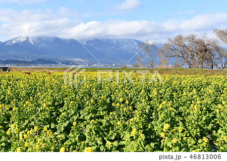 早春の菜の花と比良山系 46813006