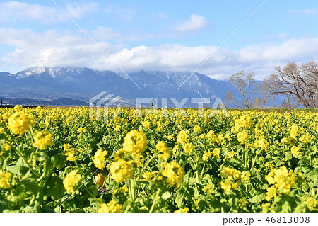 早春の菜の花と比良山系 早春の菜の花と比良山系 46813008