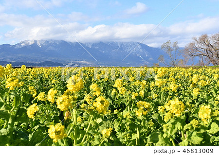 早春の菜の花と比良山系 早春の菜の花と比良山系 46813009