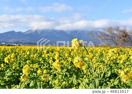 早春の菜の花と比良山系 46813017