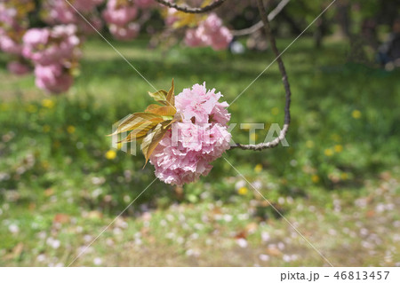 京のボタン桜の写真素材