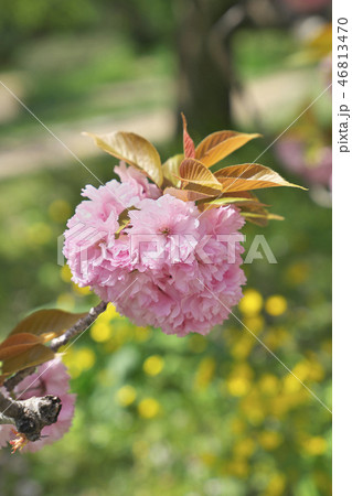 京のボタン桜の写真素材