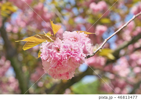 京のボタン桜の写真素材