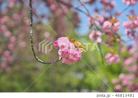 京のボタン桜の写真素材