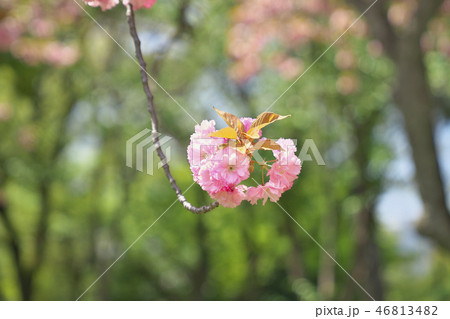 京のボタン桜の写真素材