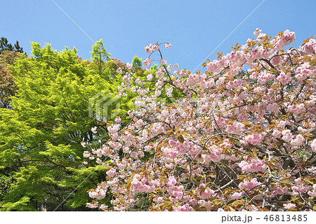 京のボタン桜 46813485