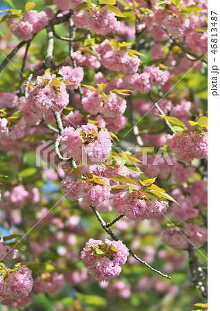 京のボタン桜 京のボタン桜 46813487