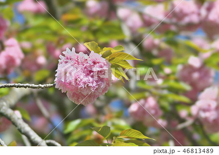 京のボタン桜の写真素材