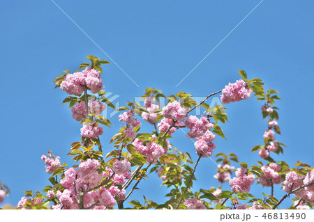 京のボタン桜 京のボタン桜 46813490