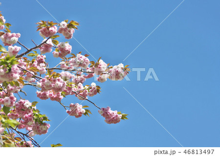 京のボタン桜 46813497