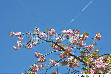 京のボタン桜 46813498