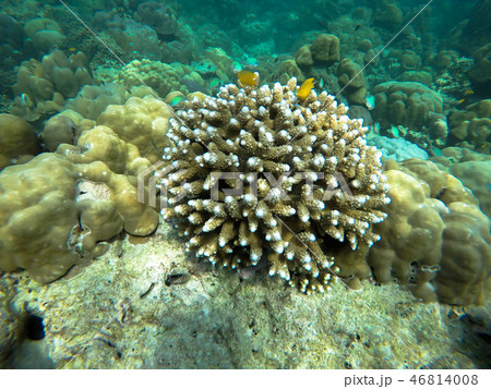 colorful coral reef in thailand 46814008
