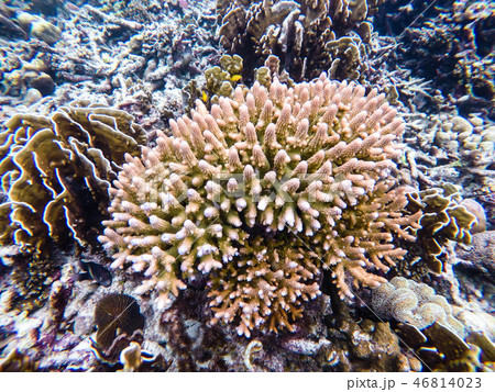 colorful coral reef in thailand 46814023
