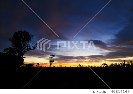 Silhouette of a tree with the sun behind the tree. 46814147