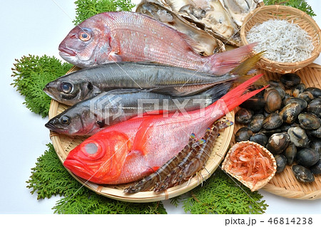 注意)背景に小ゴミあり。魚介類(金目鯛、真鯛、鯵、セイゴ、牡蛎、アサリ、車海老、シラス、桜海老) 注意)背景に小ゴミあり。魚介類(金目鯛、真鯛、鯵、セイゴ、牡蛎、アサリ、車海老、シラス、桜海老) 46814238