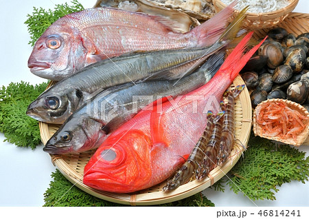 注意 背景に小ゴミあり 魚介類 金目鯛 真鯛 鯵 セイゴ 牡蛎 アサリ 車海老 シラス 桜海老 の写真素材