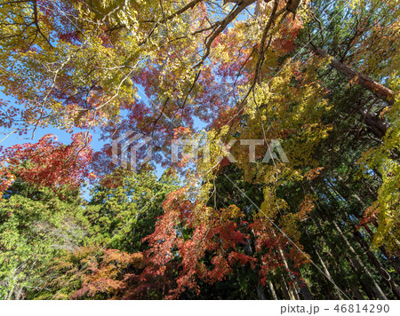 高野山の紅葉と黄葉 高野山の紅葉と黄葉 46814290