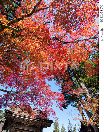 高野山の紅葉と黄葉 高野山の紅葉と黄葉 46814370