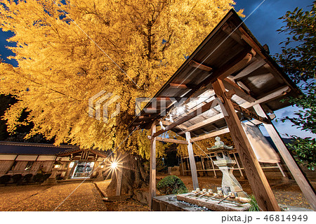 丹生酒殿神社 大銀杏のライトアップ 46814949