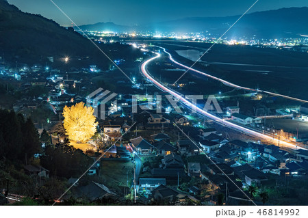 丹生酒殿神社 大銀杏のライトアップ 丹生酒殿神社 大銀杏のライトアップ 46814992