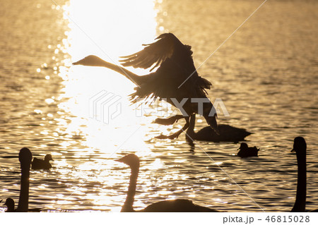 水面に降り立つ白鳥の写真素材