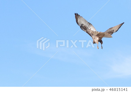 Flying eagle in the blue sky 46815141