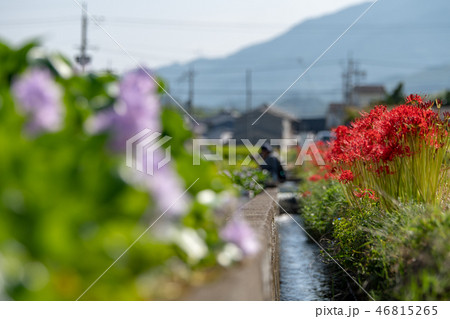 本薬師寺跡 ホテイアオイ 46815265