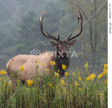 Wild Elk During Rut Wild Elk During Rut 46815774