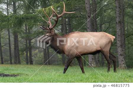 Wild Elk During Rut  46815775