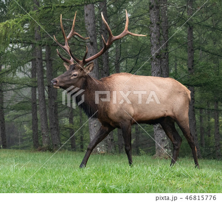 Wild Elk During Rut Wild Elk During Rut 46815776