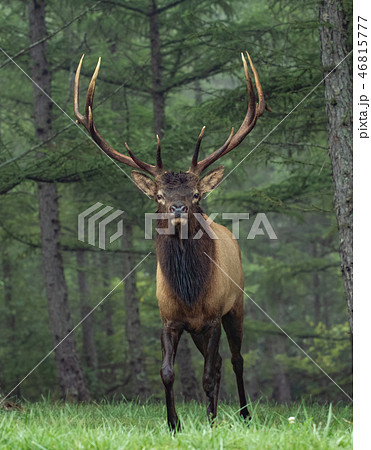 Wild Elk During Rut Wild Elk During Rut 46815777