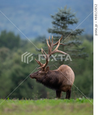 Wild Elk During Rut Wild Elk During Rut 46815852
