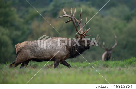 Wild Elk During Rut Wild Elk During Rut 46815854