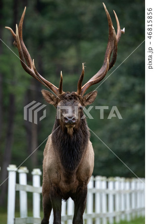 Wild Elk During Rut Wild Elk During Rut 46815856
