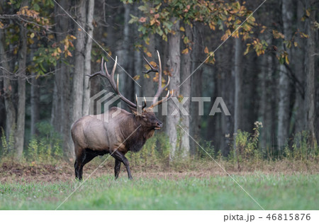 Wild Elk During Rut Wild Elk During Rut 46815876