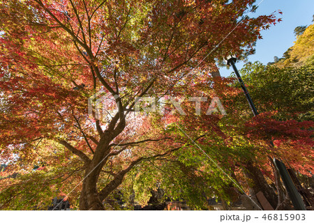 洞川温泉 龍泉寺 紅葉 46815903