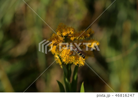 ハラナガツチバチ 46816247