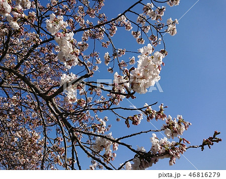 桜と青空 桜と青空 46816279
