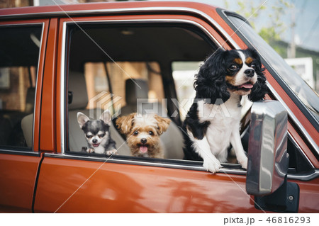 3匹の犬が車の窓から覗いてるの写真素材