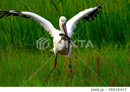 ヒキガエルを捕獲するコウノトリ 46816447