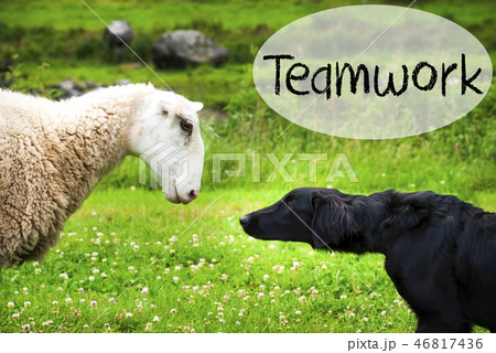 Dog Meets Sheep, Text Teamwork, Green Grass Dog Meets Sheep, Text Teamwork, Green Grass 46817436