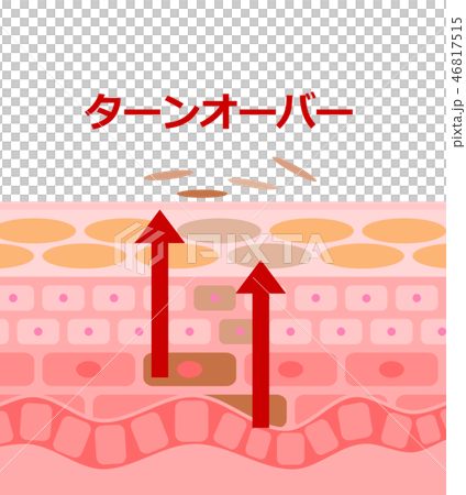 肌が細胞分裂で若返る肌の断面 46817515