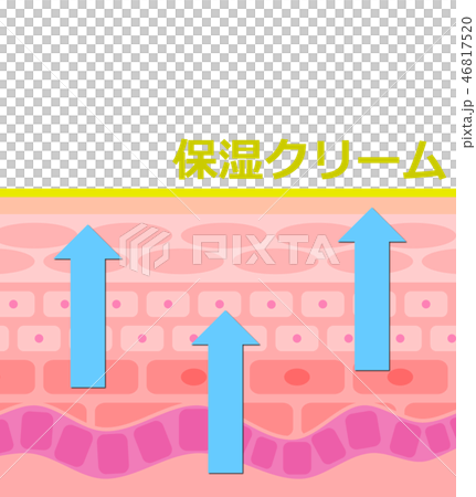 Skin cross section - Stock Illustration [46817520] - PIXTA