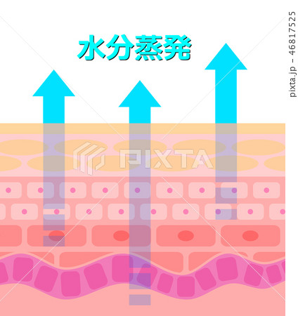 肌の断面 46817525