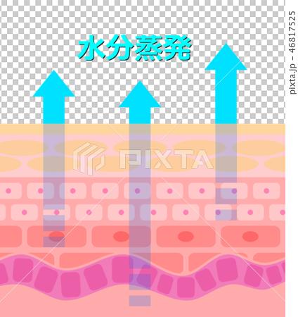 肌の断面 46817525