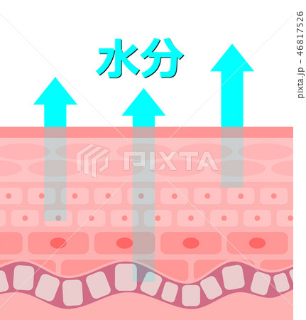 肌の断面のイラスト素材 肌の断面のイラスト素材